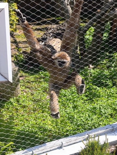 Img 20260520 105517 452x600